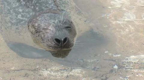 Harbor Seal