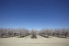 Almond Blooming Trees