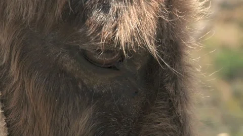 Donkey Close-Up