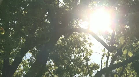 Tree And Green Leaves