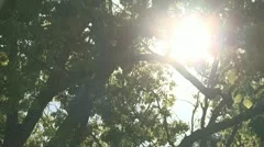 Tree And Green Leaves