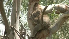 Australian Koala Bear