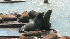 Sea Lions