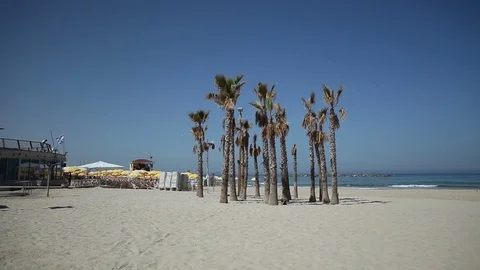 Tel Aviv Beach Palm Trees
