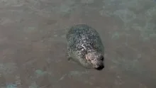 Harbor Seal