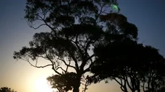 Sunrise With Tree