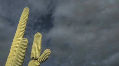 Hdr Timelapse Arizona Cactus