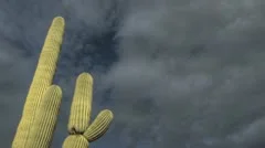 Hdr Timelapse Arizona Cactus