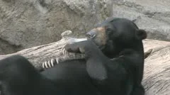 Sun Bear