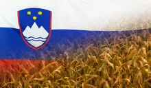 Slovenia Nutrition Concept Corn field with fabric Flag