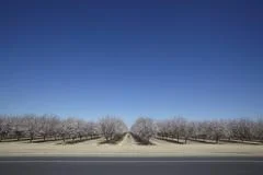  Almond Blooming Trees