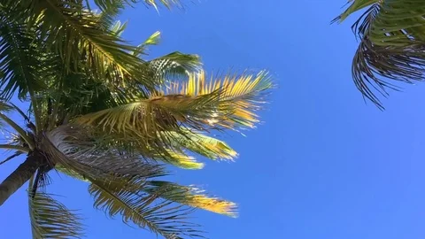 Palm Tree Slow Motion Close Up