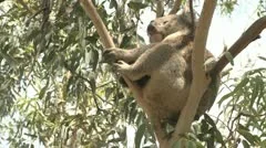 Australian Koala Bear