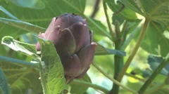 Artichoke In The Wind