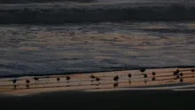 Birds on the beach at sunset