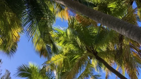 Palm Tree Close Up