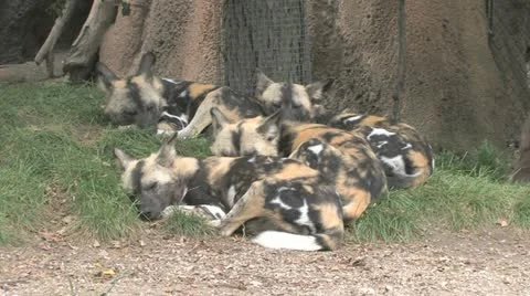 African Wilddog