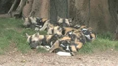 African Wilddog