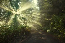 Sun rays in a golden autumn forest