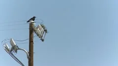 Raven On A Power Pole