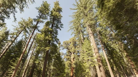 4K Time Lapse Tilt Shot Sequoia Tourists