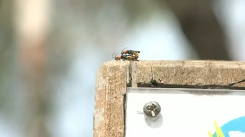 Two Insects Mating