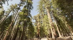 4K Time Lapse Sequoia Tourists