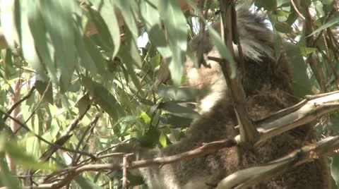 Australian Koala Bear
