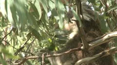 Australian Koala Bear