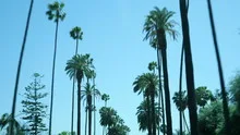 Palm trees drive compilation