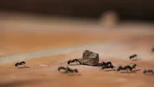 Ants running