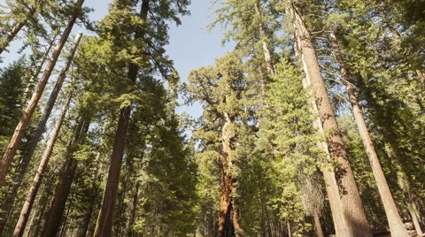 4K Time Lapse Zoom Out Sequoia Tourists