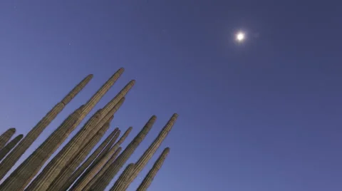 Timelapse Organ Pipe Cactuses Close Up