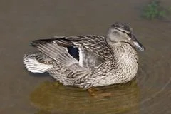 Female Duck On The Water