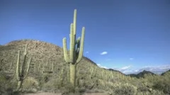 Hdr Timelapse Arizona Cactus