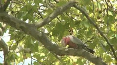 Parrot In Park