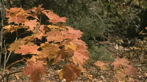 Fall Colors