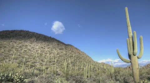 Timelapse Arizona Cactus