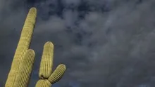 HDR Timelapse Arizona Cactus