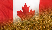 Canada Nutrition Concept Corn field with fabric Flag