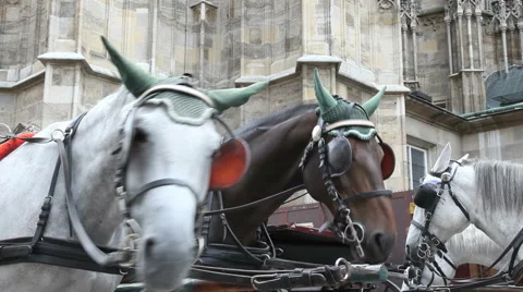 Horse Carriage Vienna