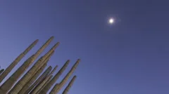 Timelapse Organ Pipe Cactuses Zoom Out
