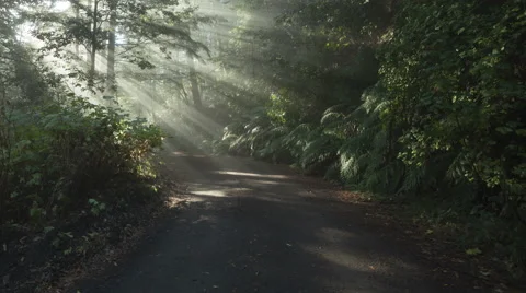 4K Time Lapse Tilt Shot Sun Rays In A Golden Autumn Forest