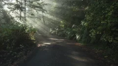 4K Time Lapse Tilt Shot Sun Rays In A Golden Autumn Forest